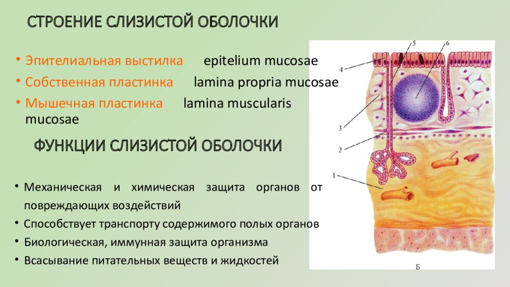 Слизистая оболочка состоит из слоев. Слизистая оболочка полых органов. Строение слизистой оболочки. Строение слизистой оболочки кожи.
