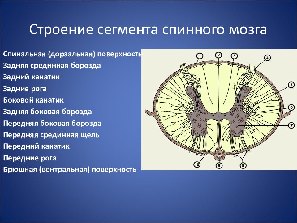 Спинная борозда. Задний канатик спинной мозг анатомия. Строение сегмента спинного мозга. Сегментарное строение спинного мозга. Строение сегмента спинного мозга анатомия.