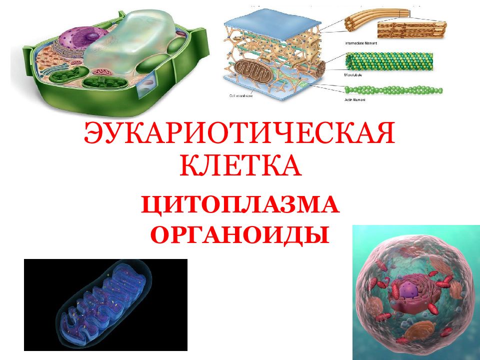 Эукариотическая клетка презентация