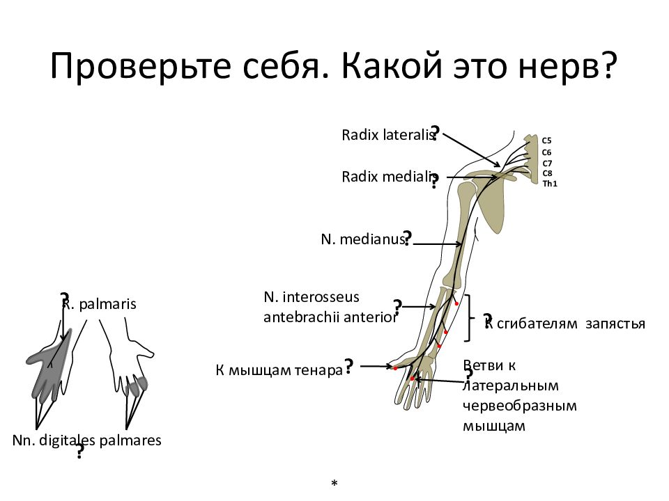 Плечевое сплетение презентация