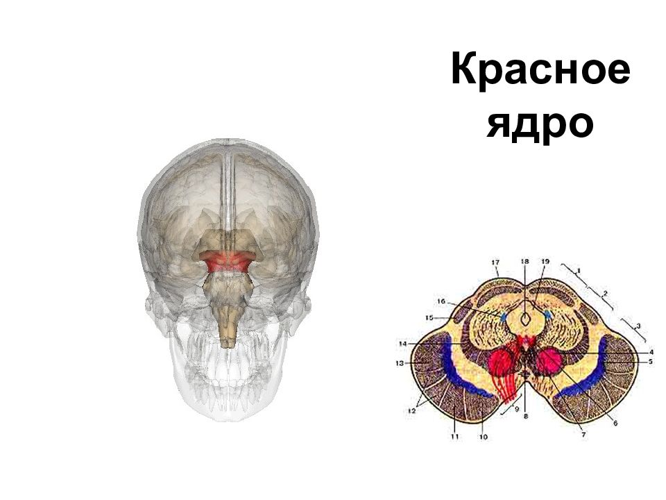 Красное ядро. Красное ядро среднего мозга. Красное ядро анатомия. Красное ядро и черная субстанция. Функции красного ядра среднего мозга.