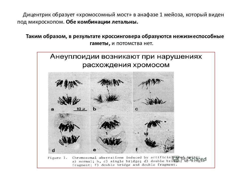 Хромосомный набор анафазы 1. Хромосомный набор анафазы 1. Деление центромеры. Фазы мейоза метафаза 2. Фаза деления клетки 4n4c.