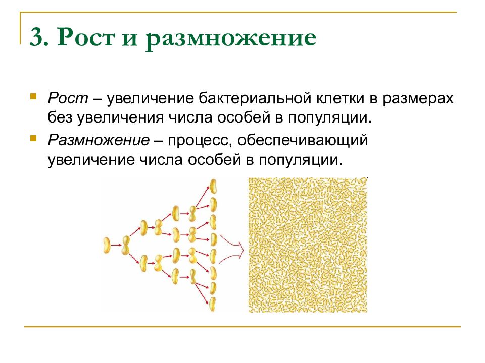 Морфология и физиология бактерий. Рост и размножение бактерий. Процесс увеличения числа особей. Увеличение числа клеток в популяции. Процесс, обеспечивающий увеличение числа особей в популяции..