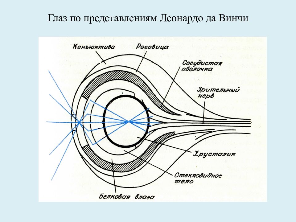 Глаза презентация