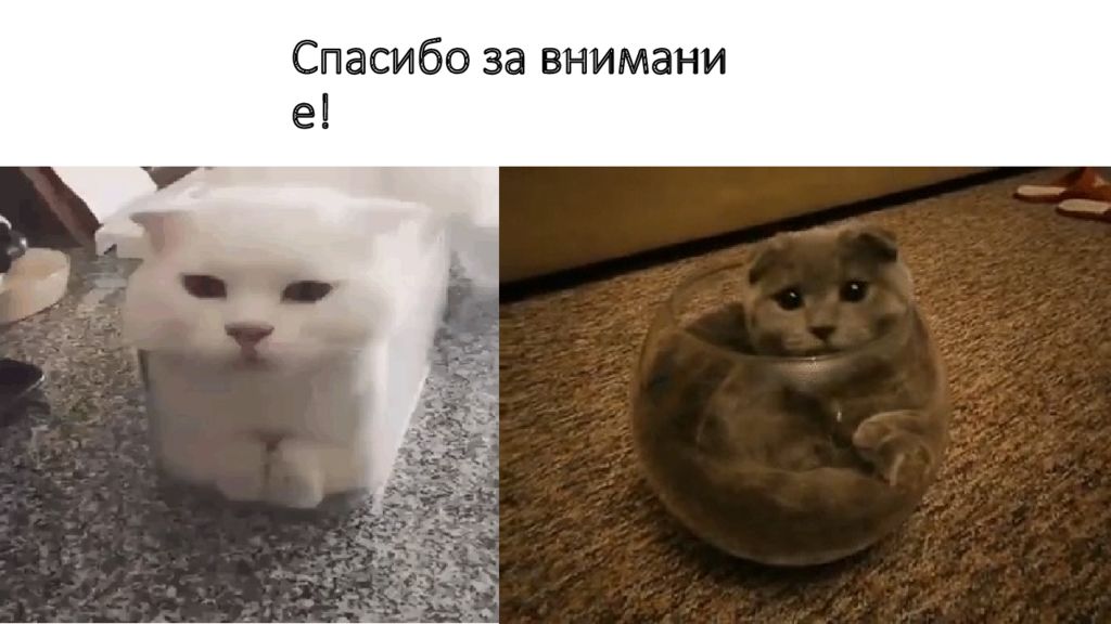 Жив ли кот