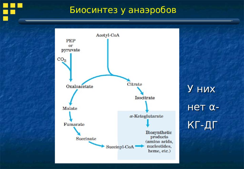 Синтез углеводов. Биосинтез углеводов схема. Процесс Биосинтез углеводов. Этапы биосинтеза углеводов. Первичный Биосинтез углеводов.