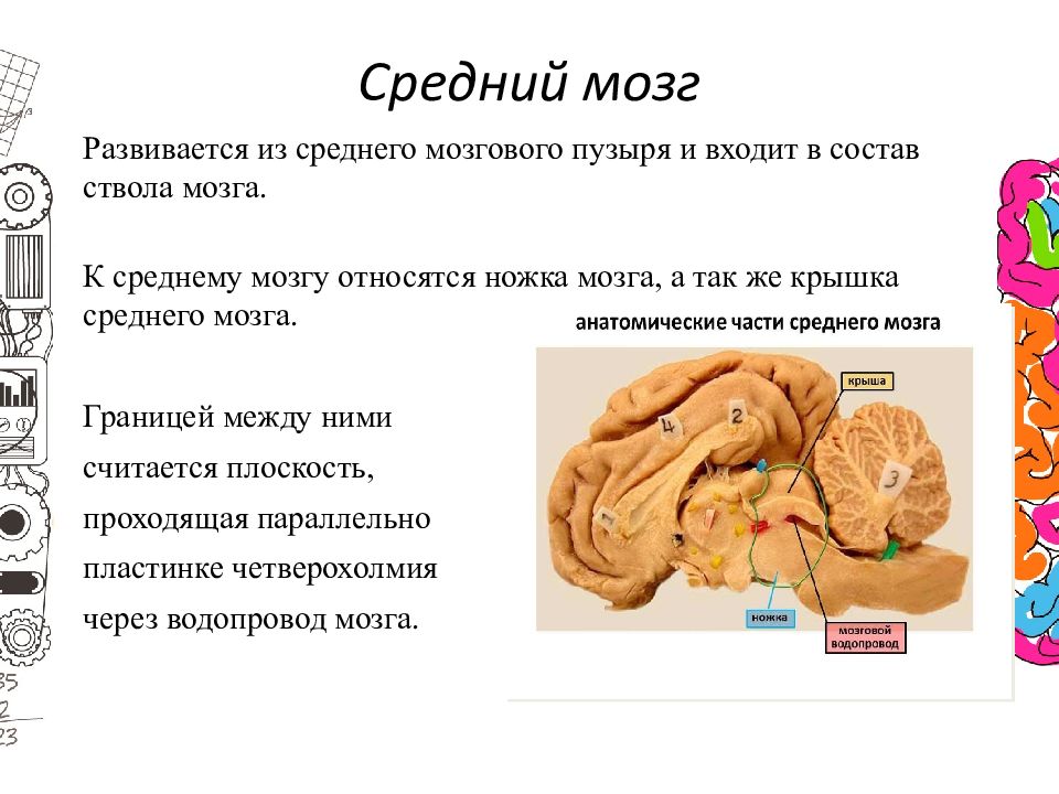 Ножки мозга относятся. Средний мозг развивается из. Из среднего мозгового пузыря развивается. Промежуточный мозг развивается из мозгового пузыря. Средний мозг развивается из вторичного мозгового пузыря.