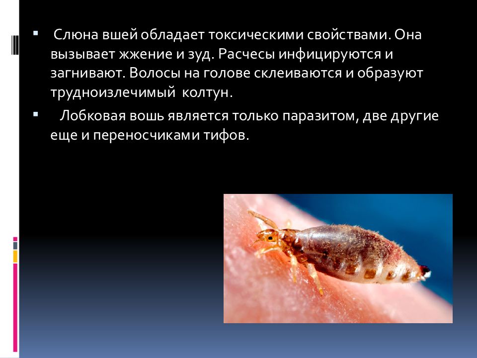 отряд вши среда обитания. по характеру питания вши являются. по характеру питания вши являются. Pediculus humanus humanus возбудитель заболевания. образ жизни условия обитания вши.