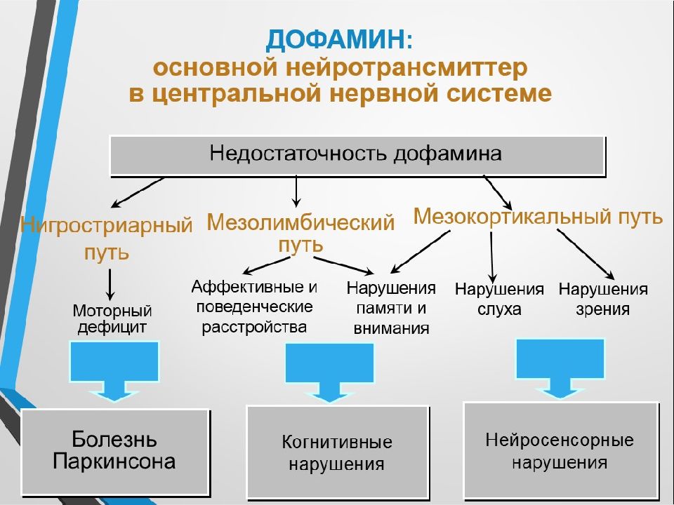 Дофаминергическая система презентация