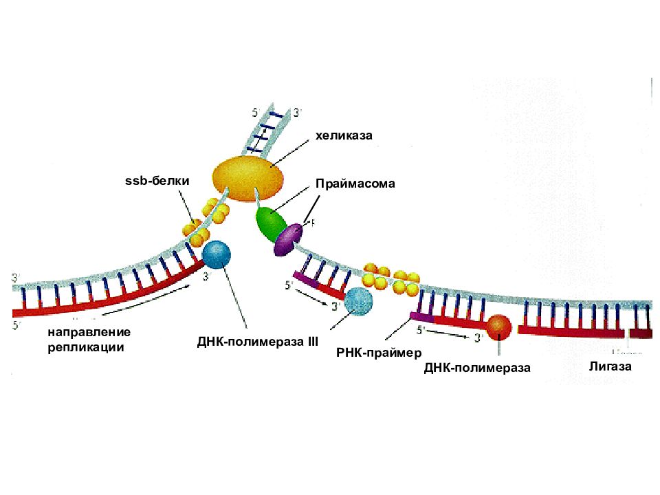 Фермент хеликаза. Схема РНК полимеразы. ДНК полимераза репликация ДНК. Хеликаза в репликации. РНК праймер в репликации ДНК.