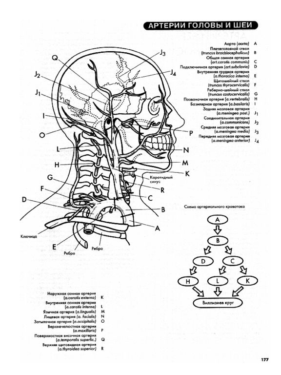Кровоснабжение головы и шеи схема