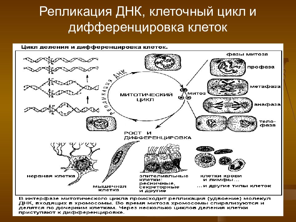 Фактор репликации. Клеточный цикл репликация ДНК. Репликация период клеточного цикла. Репликация фаза клеточного цикла. Репликация ДНК В жизненном цикле клетки.