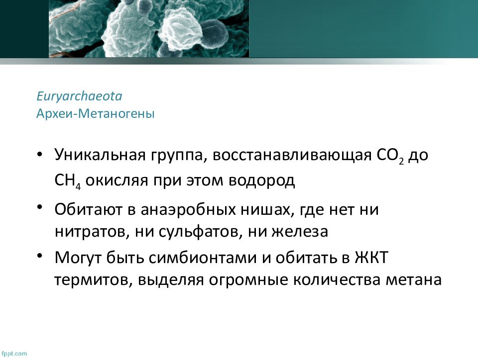 Метаногенные археи поставщики органических соединений в древней биосфере презентация