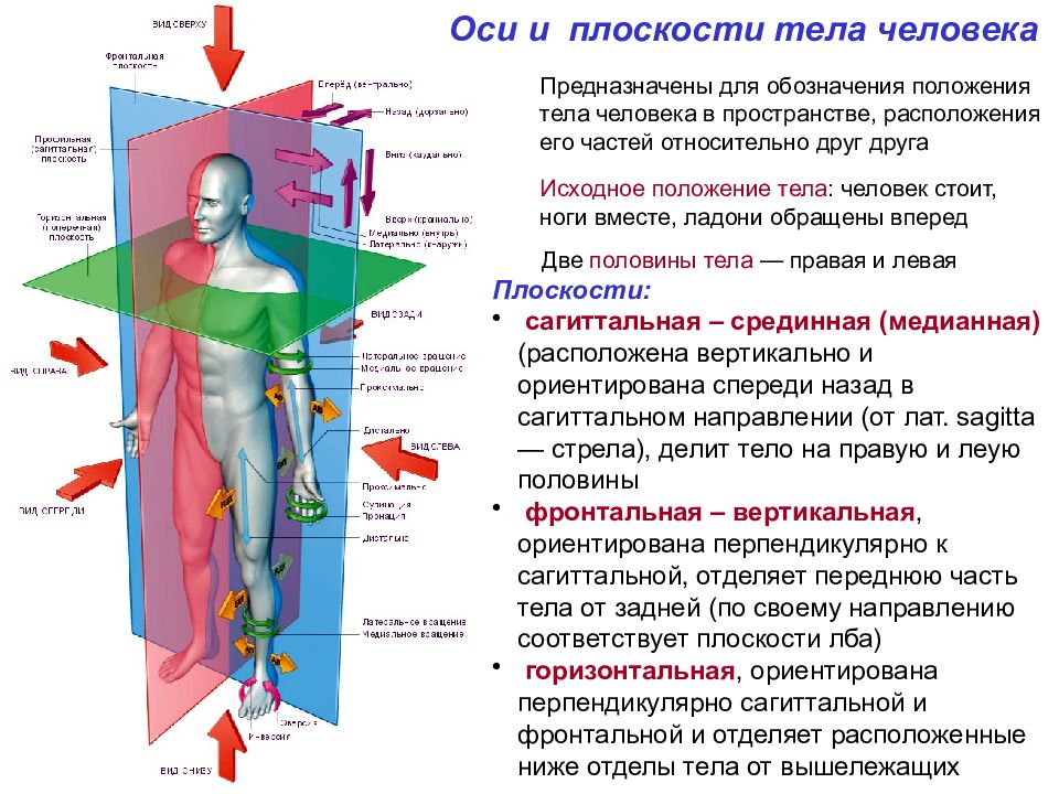 Как называется человек проводящий презентацию