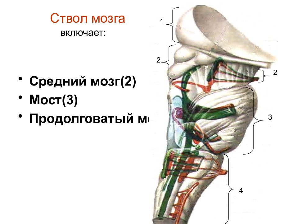 Отделы ствола головного мозга. Строение ствола мозга. Ствол головного мозга строение анатомия. Ствол среднего мозга строение. Нижние отделы ствола мозга.