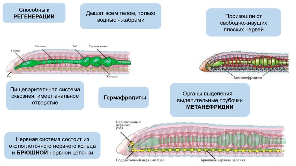 Кольца червя. Нервная и выделительная система плоских червей. Нервная система плоских червей состоит. Нервная система свободноживущих плоских червей. Брюшная нервная цепочка дождевого червя.