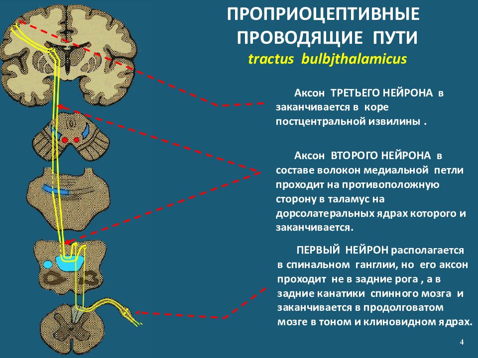 Пути цнс схемы