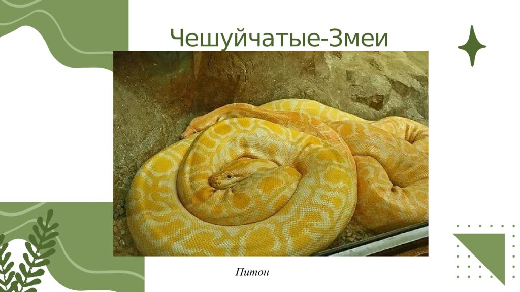 Общая характеристика пресмыкающихся