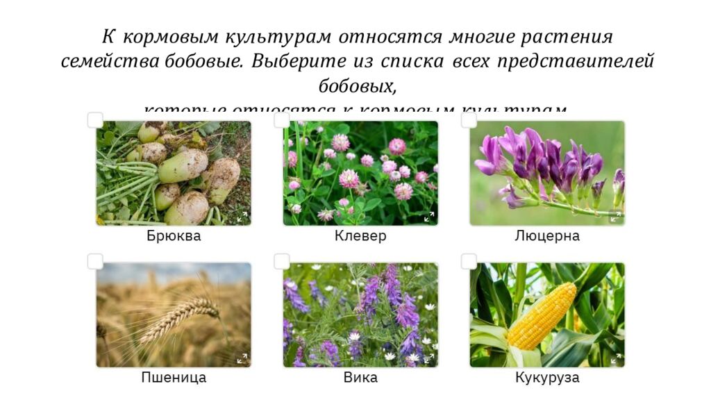 К кормовым культурам относятся многие растения семейства бобовые. Выберите из списка всех представителей бобовых, которые относятся к кормовым культурам.