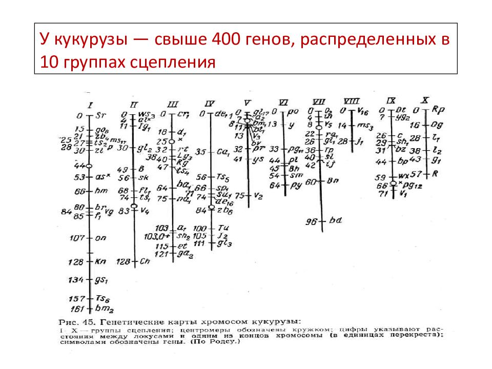 Генетическая карта. Генетическая карта хромосом кукурузы. Генетические карты методы картирования. Генетические карты группы сцепления. Генетическая карта риса.