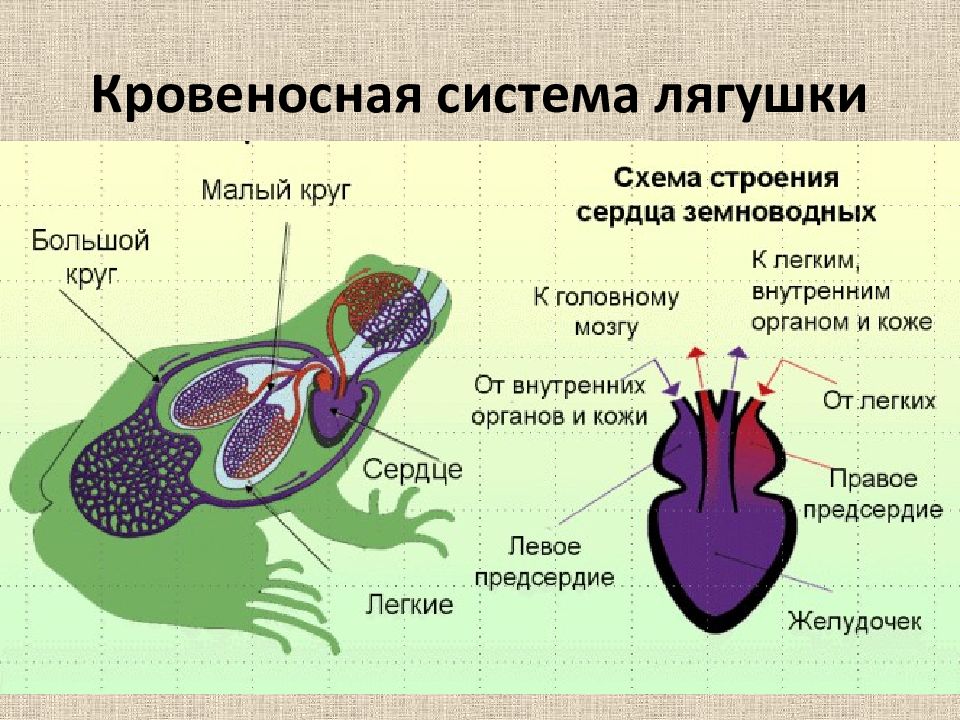 Презентация по биологии 7 класс кровеносная система кровь латюшин