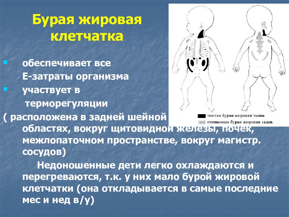 Анатомо физиологические особенности щитовидной железы у детей презентация