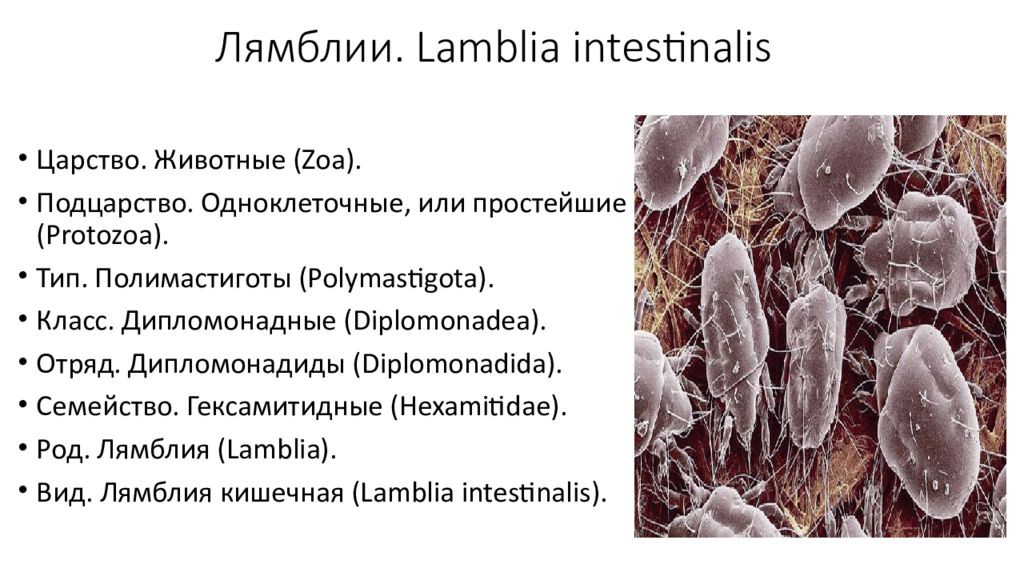 Лямблия тип. Лямблии род вид класс. Лямблии Тип класс. Лямблия Тип класс вид. Лямблия систематика.