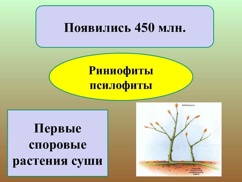 Презентация развитие растительного мира на земле 6 класс презентация