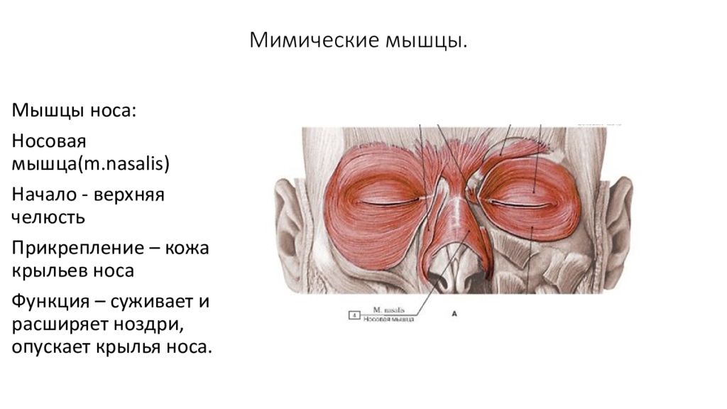 Мышцы носовой полости