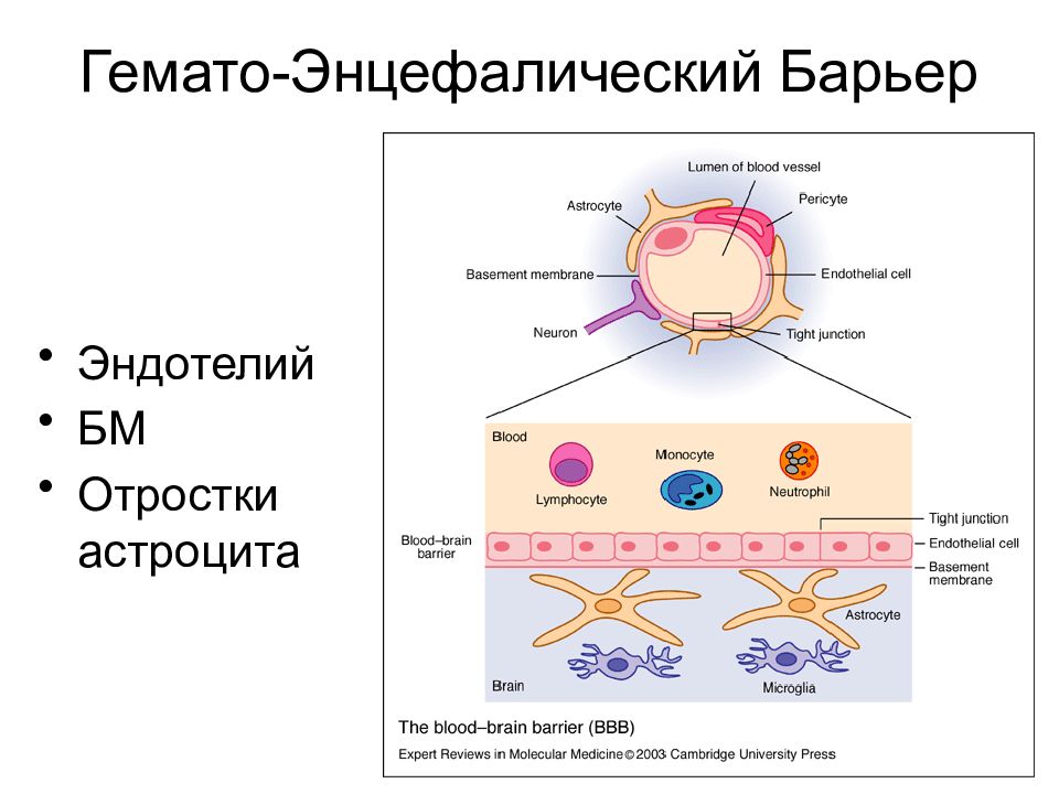 Гематоэнцефалический барьер схема