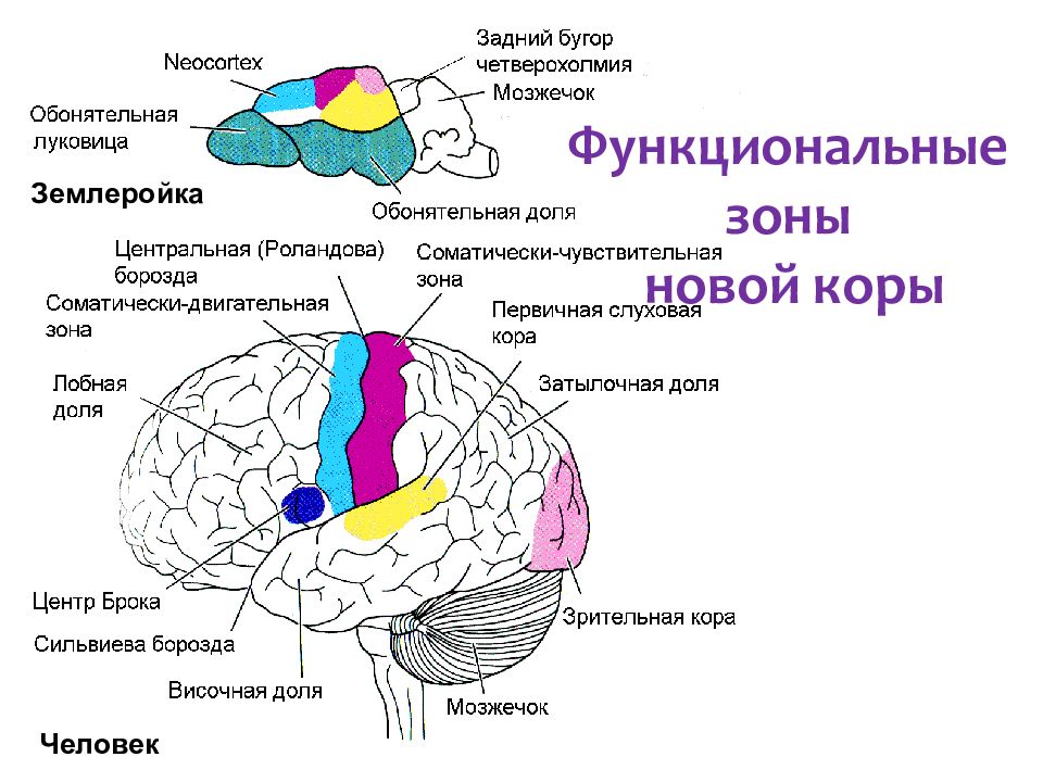 Основные зоны коры мозга. Функциональные зоны КБП головного мозга. Головной мозг КБП зоны и доли. Функциональную зону коры больших полушарий мозга. Функциональные зоны и доли коры головного мозга.