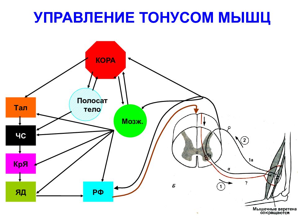 Физиология движений презентация