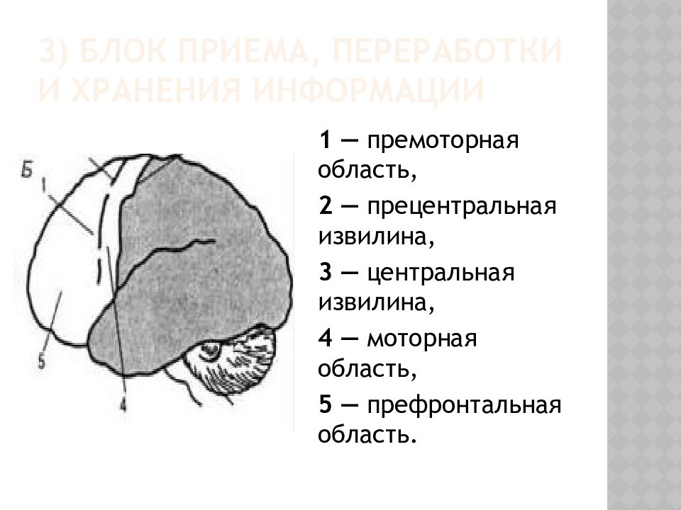 Второй блок. Лурия 3 блока мозга. 2 Блок мозга Лурия. Блоки мозга а.р. Лурия. 3-Й блок мозга Лурия структуры.