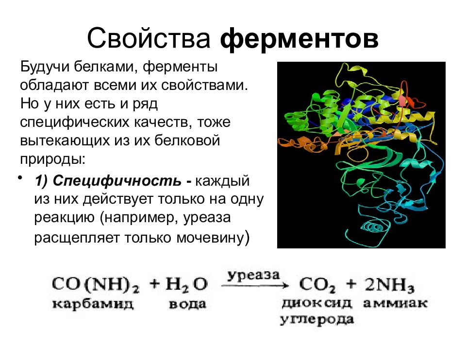 Ферменты имеют природу. Ферменты. Ферменты и их роль в организме человека. Ферменты и их роль. Ферменты химия кратко.
