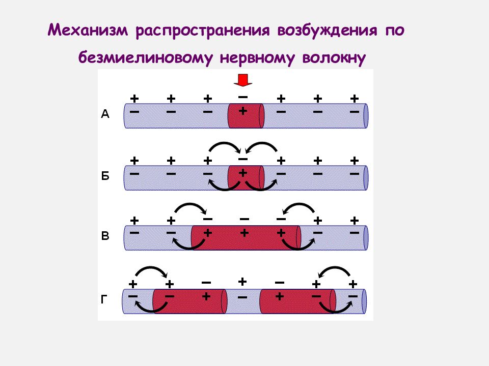 Меры возбуждения. Механизм проведения возбуждения по безмиелиновым нервным волокнам. Механизм проведении возбуждения по безмиелиновым. Механизм распространения возбуждения по нервным волокнам. Механизмы проведения возбуждения в безмиелиновых волокнах.