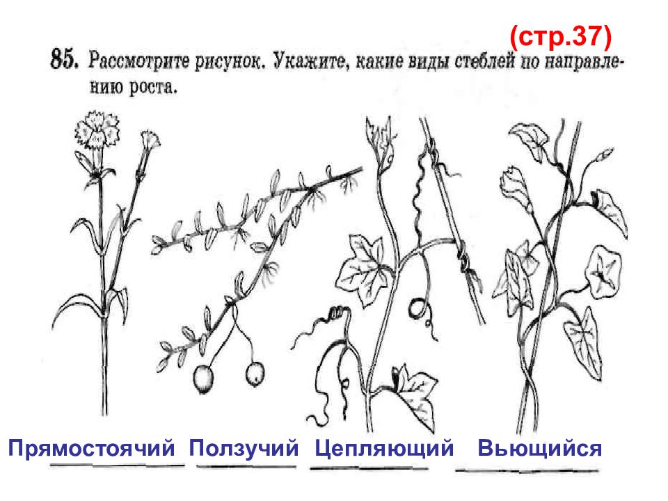 Какие виды стеблей. Стелющийся Тип стебля. Стелющиеся стебли примеры. Типы стеблей по направлению роста. Стелющийся стебель примеры.