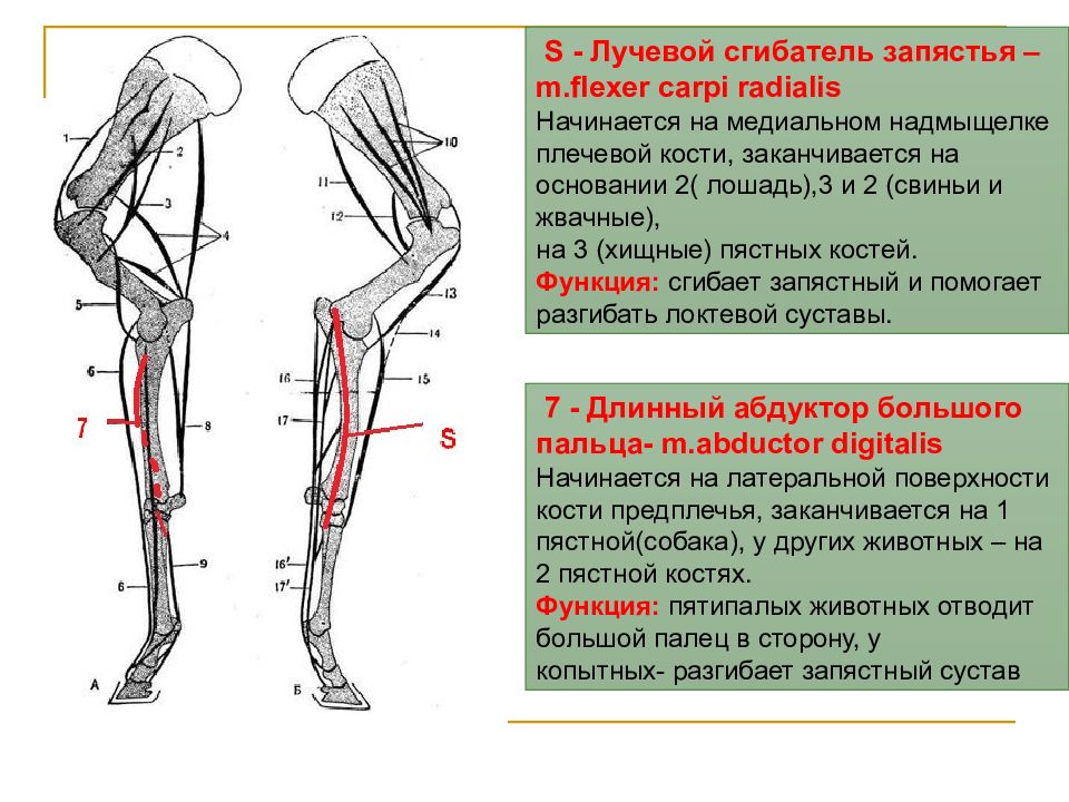 Медиальный надмыщелок плечевой кости. Мышцы которые начинаются от медиального надмыщелка плечевой кости. Суставы грудной конечности таблица. Мышц-сгибателей, начинающихся от медиального надмыщелка.