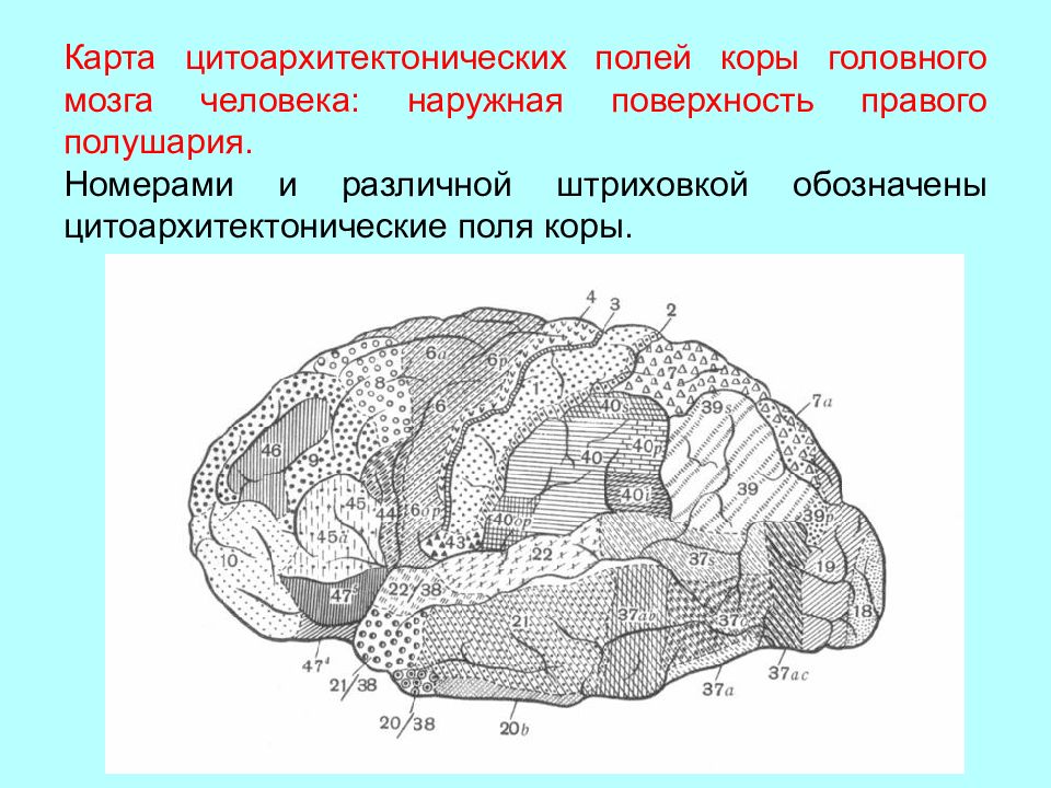 Карта мозга