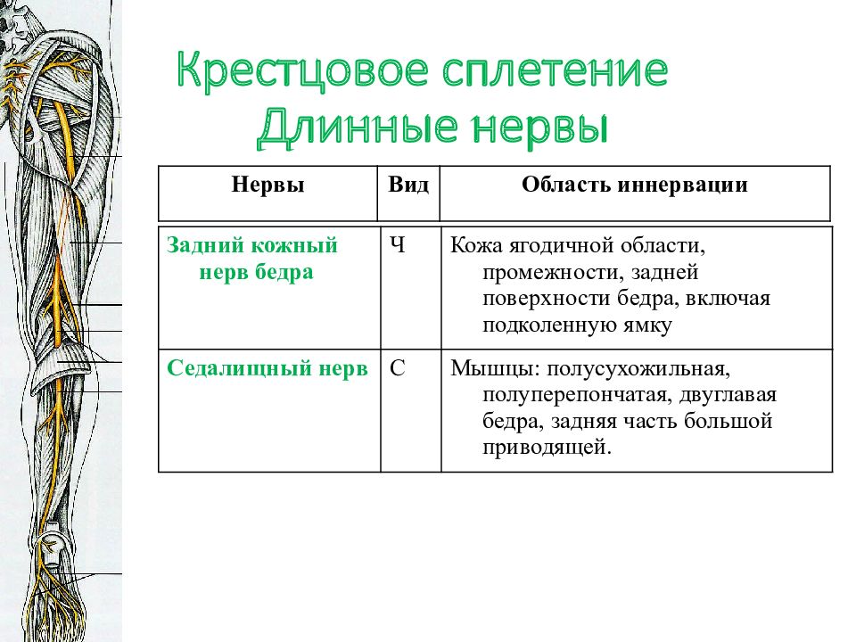 Поясничное сплетение схема