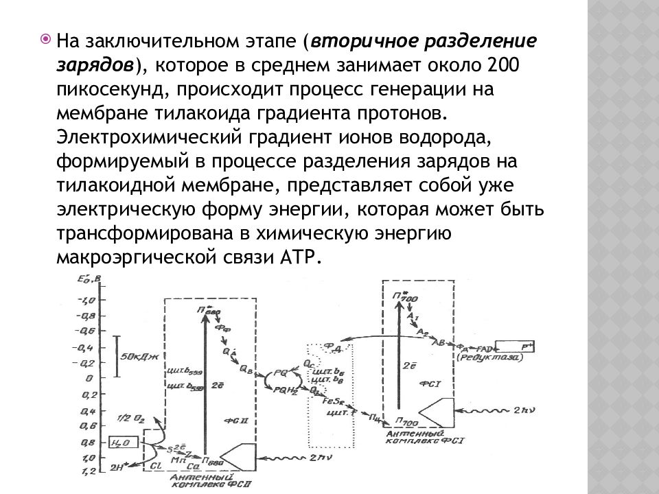 Фотосинтетические Пигменты Фотосинтетические Пигменты