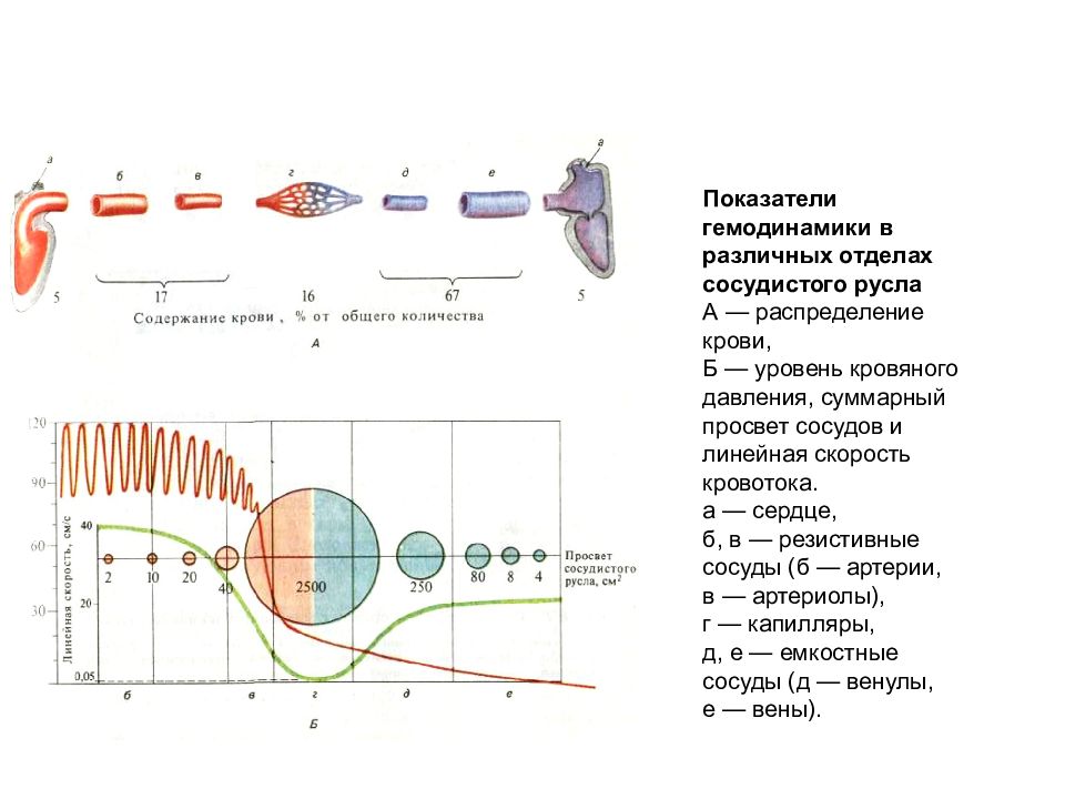 Рассмотрите рисунок на котором представлена схема сердечного цикла как называется фаза 2