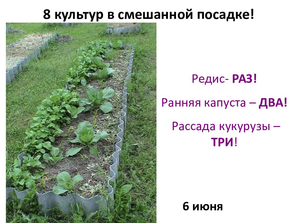 Схема посадки ранней капусты