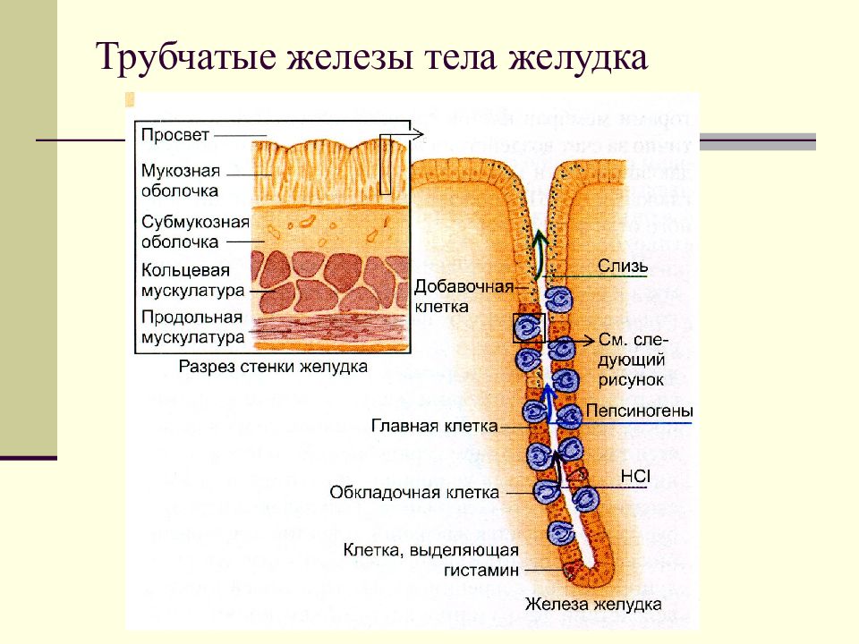 Простые трубчатые железы. Строение трубчатой железы. Строение железы альвеолярно-трубчатой. Простая трубчатая железа. Простая трубчатая железа строение.