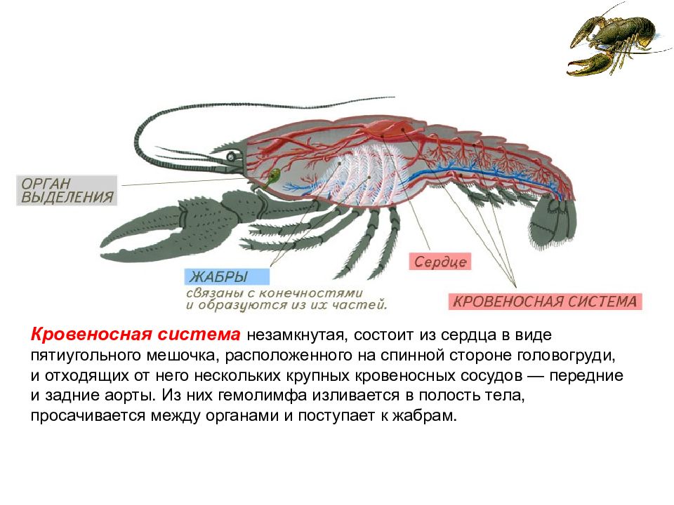 Пищеварительная система ракообразных. Пищевая система класс ракообразные. Кровеносная система ракообразных. Пищеварительная система членистоногих класса ракообразные. Кровеносная система ракообразных 7 класс биология.