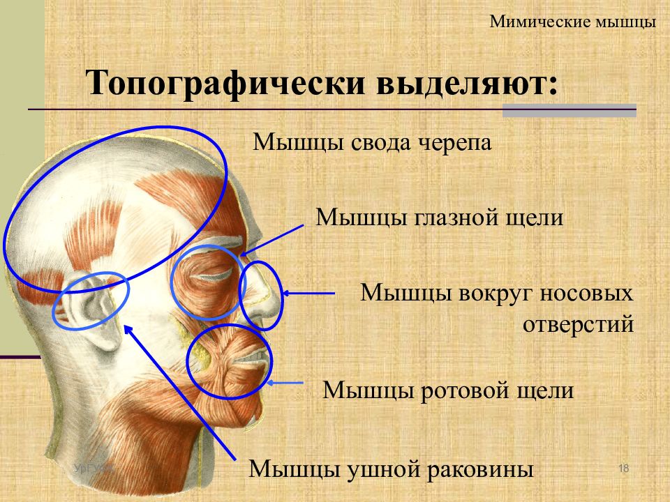 Надчерепная мышца. Мимические мышцы свода черепа. Мимические мышцы мышцы свода черепа. Мышцы окружающие глазную щель. Мимические мышцы глазной щели.