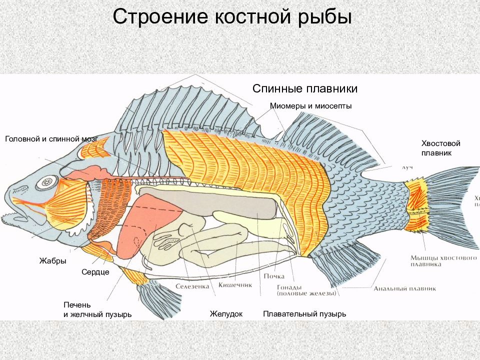 Внутреннее строение карася. Внутренне строение костистой рыбы. Внутреннее строение костной рыбы. Нервная система костных рыб таблица. Внутреннее строение костистой рыбы.