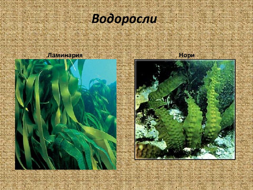 Нерыбные морепродукты. Обработка и подготовка к приготовлению