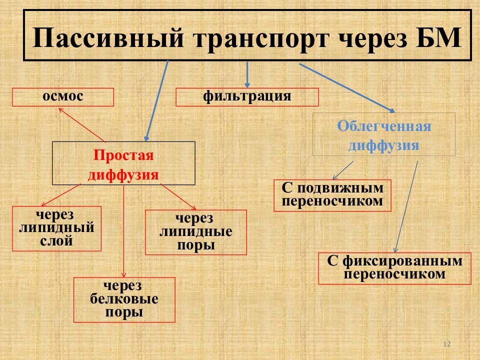 Виды пассивного. Фильтрация пассивный транспорт. Пассивный транспорт осмос. Пассивный транспорт осмос и диффузия. Виды пассивного транспорта фильтрация.