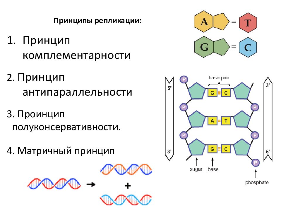 Комплементарность днк. Принцип комплементарности ДНК схема. Строение ДНК антипараллельность. Принципы репликации ДНК. Принципы репликации ДНК комплементарность.