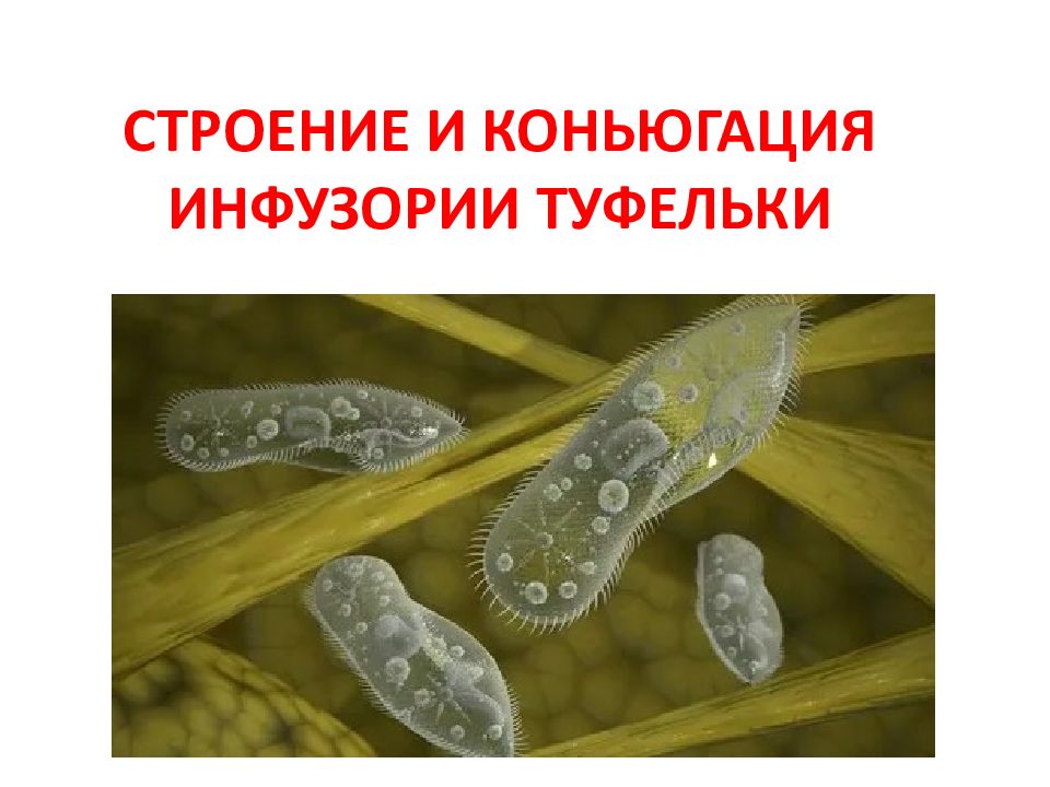 СТРОЕНИЕ И КОНЬЮГАЦИЯ ИНФУЗОРИИ ТУФЕЛЬКИ